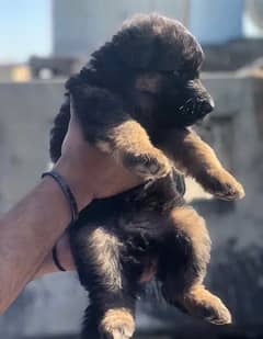 long coat germanshepherd pups 03199621104