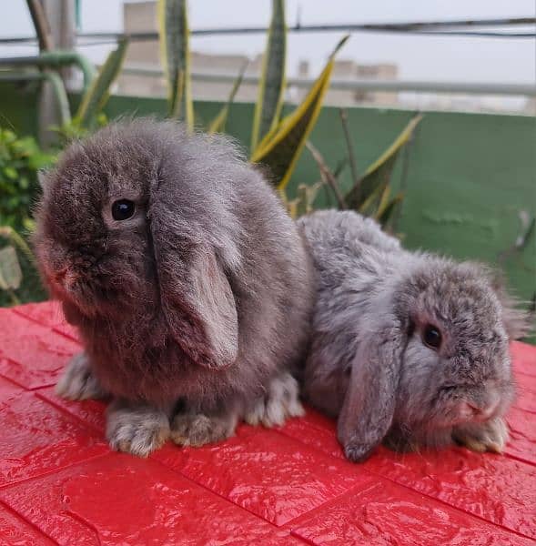 German lops Rabbits 1