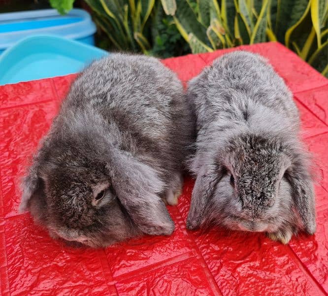 German lops Rabbits 4