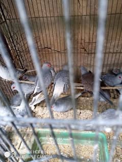 healthy n active adult  pair diamond dove and white tail