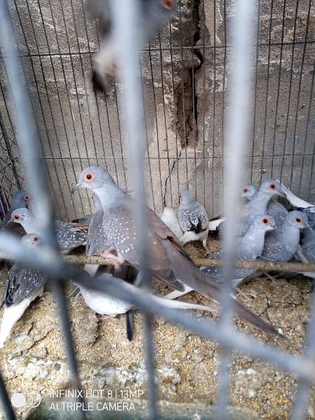 healthy n active adult  pair diamond dove and white tail 1