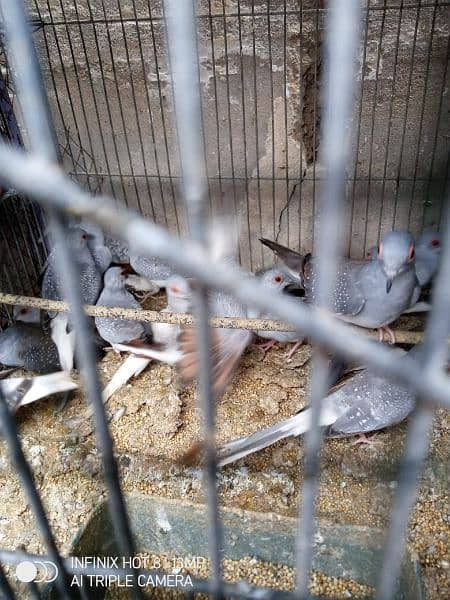 healthy n active adult  pair diamond dove and white tail 2