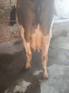 Cow abi taza sui h 12 kg milk.