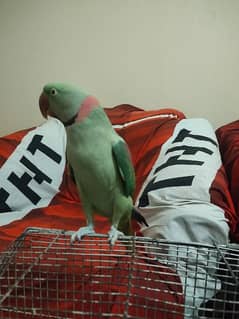 kashmiri parrot male 2 years age