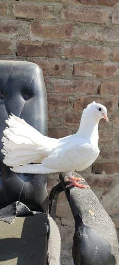 Beautiful Male Pigeon