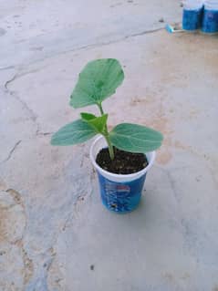 Loki Paneeri Loki baby plant