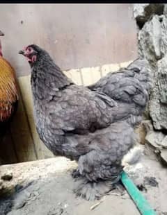 coco bharama and blue heavy buff chicks available