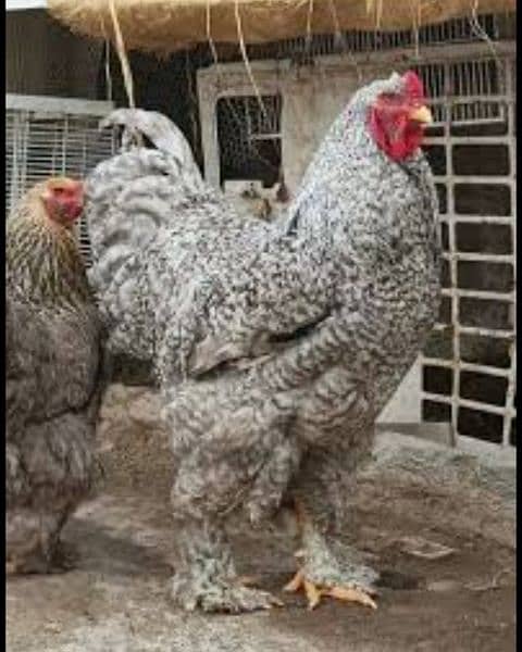coco bharama and blue heavy buff chicks available 6