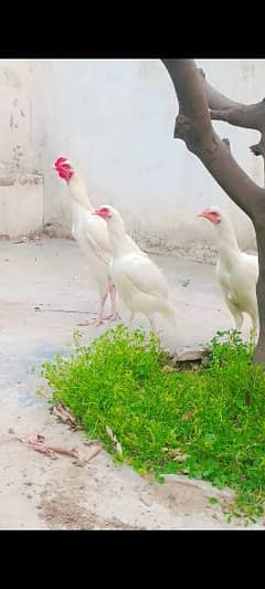 aseel Heera paper White hen eggs available 0*3*2*9*8*6*4**3*6*9*5