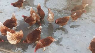 Lohman Brown Hens for sale 0