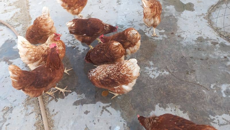 Lohman Brown Hens for sale 1