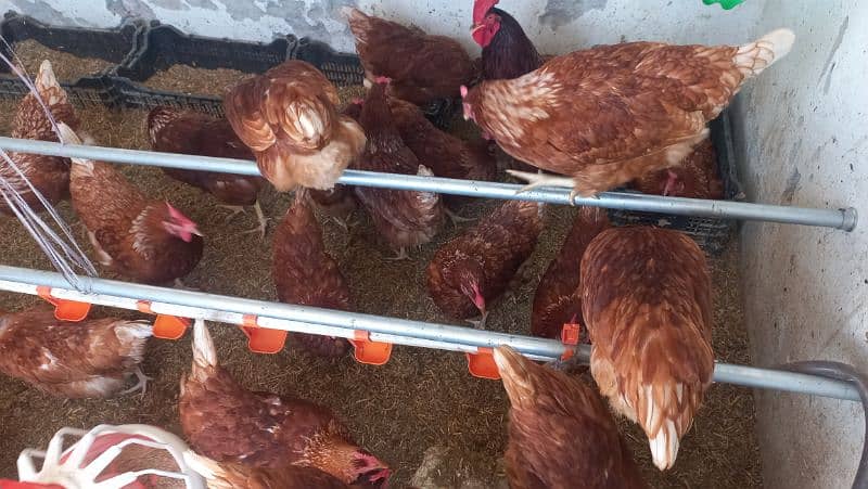 Lohman Brown Hens for sale 2