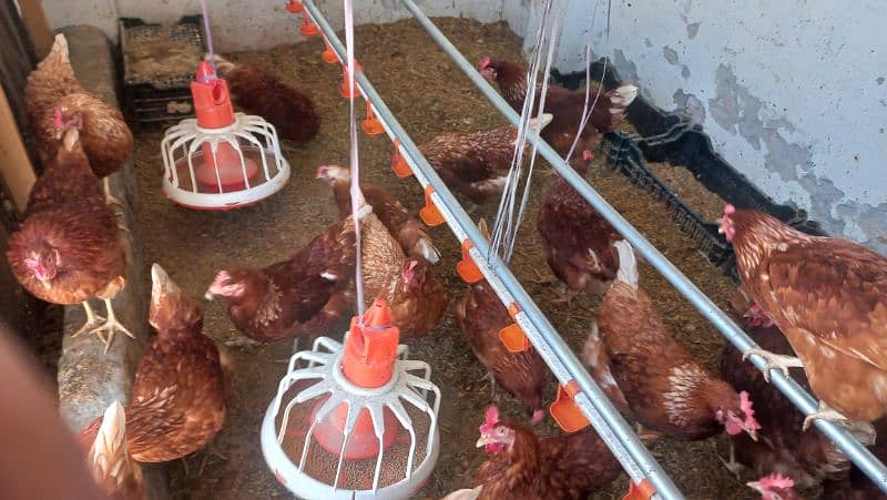 Lohman Brown Hens for sale 3