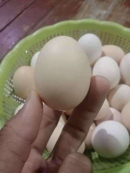 Desi eggs 1