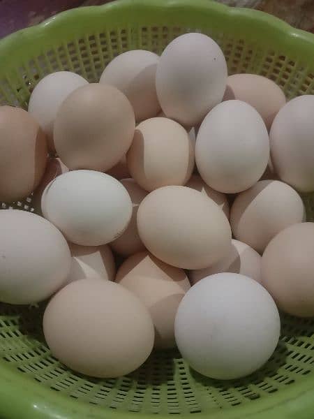 Desi eggs 2