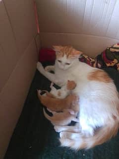female cat with 3 kittens