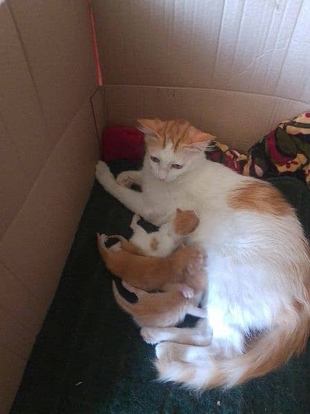 female cat with 3 kittens 0
