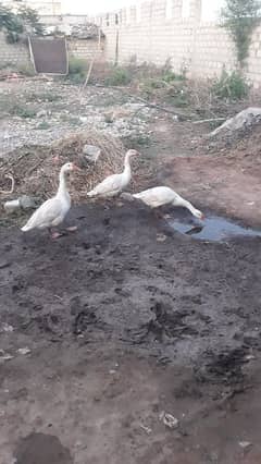3 ducks sale 1 male 2 madiya breder