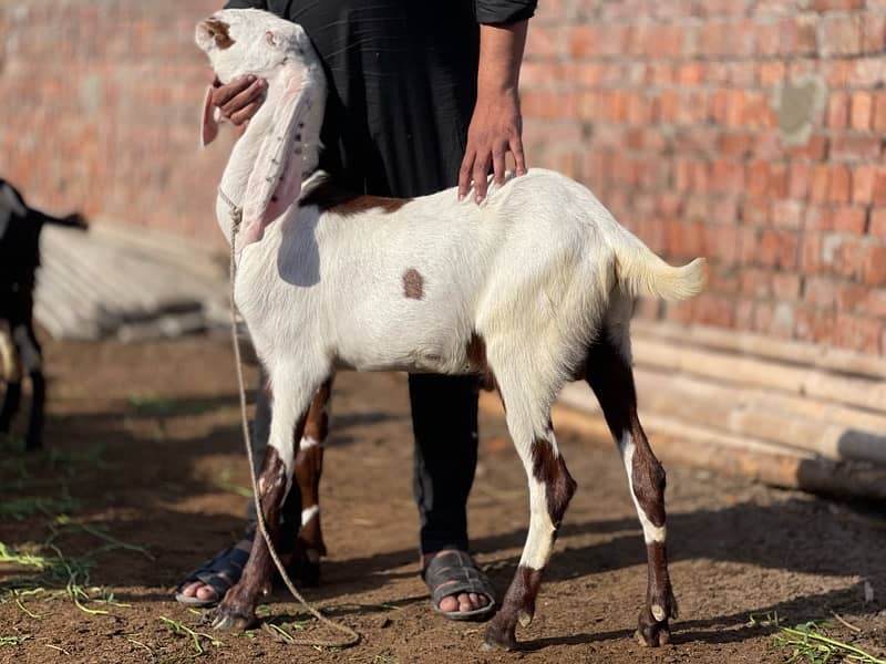 goats for sale 1
