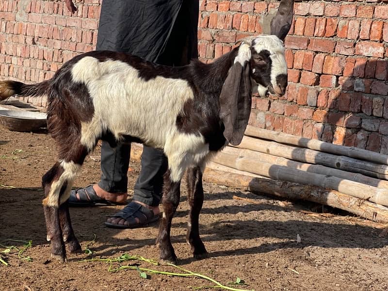 goats for sale 5