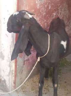 Amritsari Goat Gabban pregnant 4 Dant