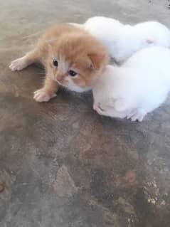 two cats price 30000 WhatsApp number 03490435192 0