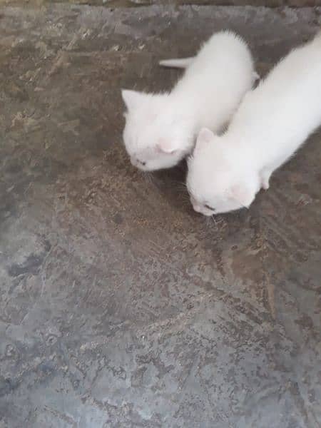 two cats price 30000 WhatsApp number 03490435192 1