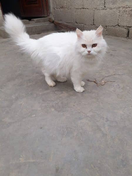 two cats price 30000 WhatsApp number 03490435192 3