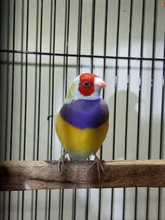 Gouldian yellow back male