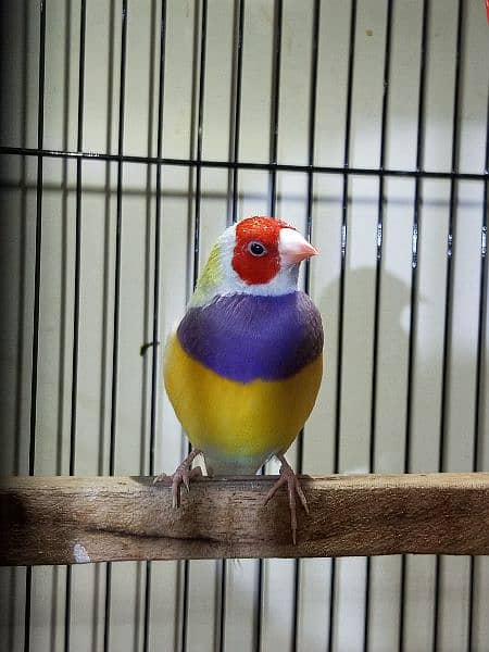 Gouldian yellow back male and split yellow female 1