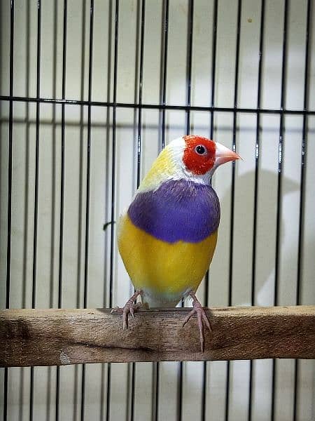 Gouldian yellow back male and split yellow female 4