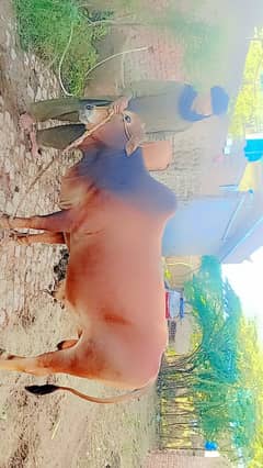 Cow/Bull for sell 0