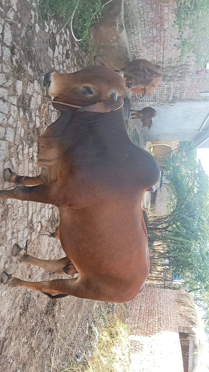 Cow/Bull for sell 2