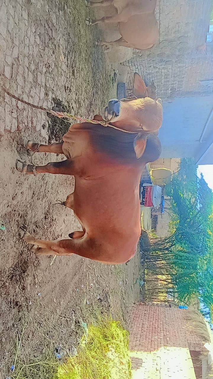 Cow/Bull for sell 3