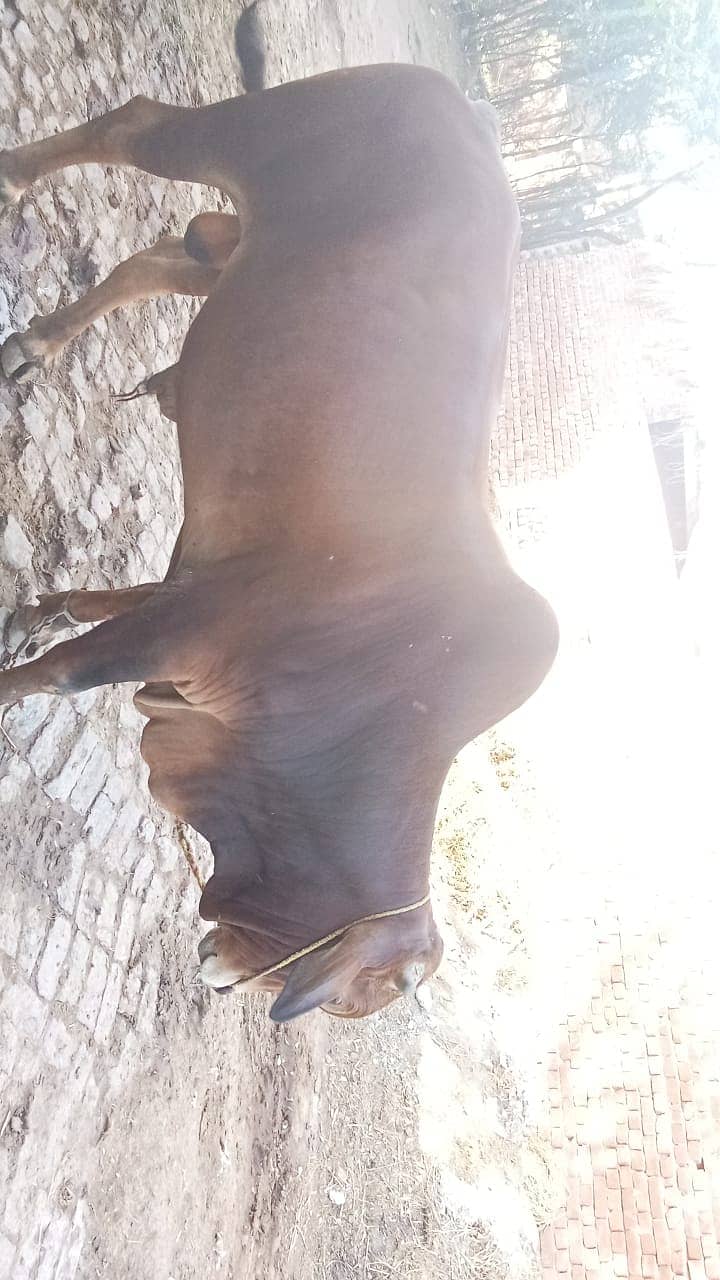 Cow/Bull for sell 7