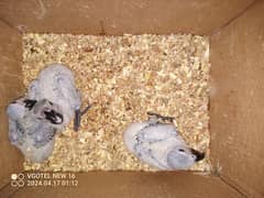African Grey Parrot Local Breed Chicks