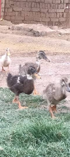 Urgent Sale,,5 ducks with weight of near about 4 kg. .