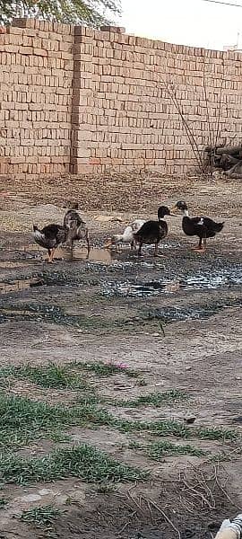 Urgent Sale,,5 ducks with weight of near about 4 kg. . 1