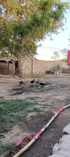 Urgent Sale,,5 ducks with weight of near about 4 kg. . 2