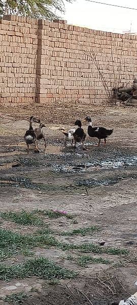 Urgent Sale,,5 ducks with weight of near about 4 kg. . 3