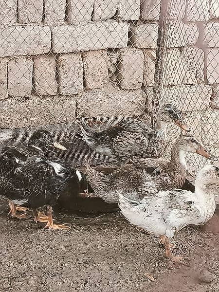 Urgent Sale,,5 ducks with weight of near about 4 kg. . 4