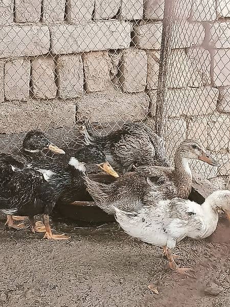 Urgent Sale,,5 ducks with weight of near about 4 kg. . 5