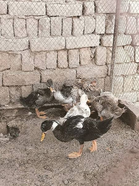 Urgent Sale,,5 ducks with weight of near about 4 kg. . 6
