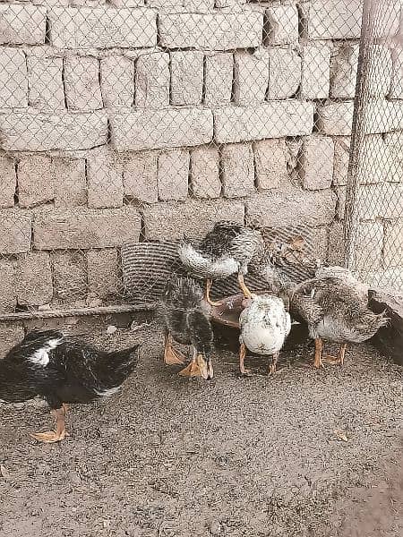 Urgent Sale,,5 ducks with weight of near about 4 kg. . 7