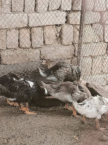 Urgent Sale,,5 ducks with weight of near about 4 kg. . 8
