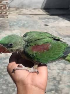 raw alexenderine parrots for sale