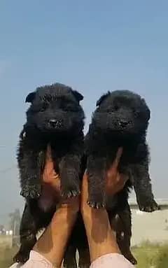 Black Mask German Shepherd | German Shepherd Puppies For Sale 0