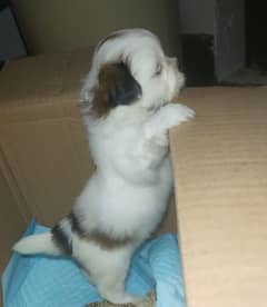 Shihtzu Female Puppy For Sale