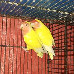 Love Birds Beautiful Parrots Yellow Colour Common Lutino Red Eyes Pair