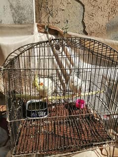 Cocktail and lovebird breeder pair for sale 03315669922